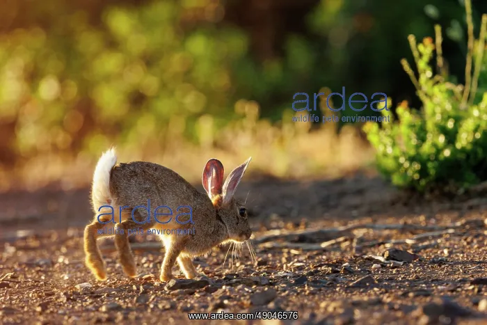 : EUROPEAN RABBIT : EUROPEAN RABBIT