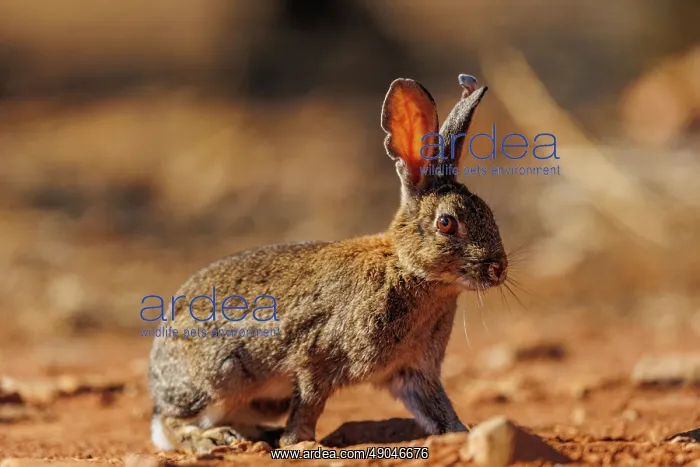 : EUROPEAN RABBIT : EUROPEAN RABBIT