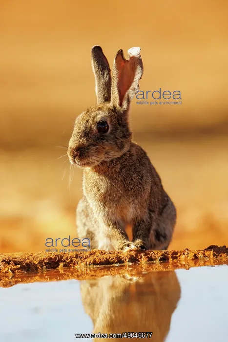 : EUROPEAN RABBIT : EUROPEAN RABBIT