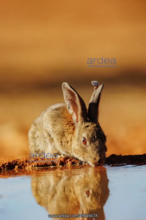 : EUROPEAN RABBIT : EUROPEAN RABBIT