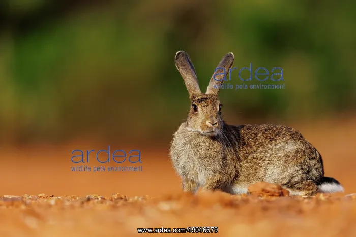 : EUROPEAN RABBIT : EUROPEAN RABBIT