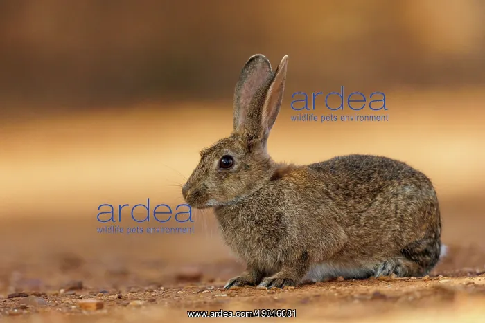 : EUROPEAN RABBIT : EUROPEAN RABBIT