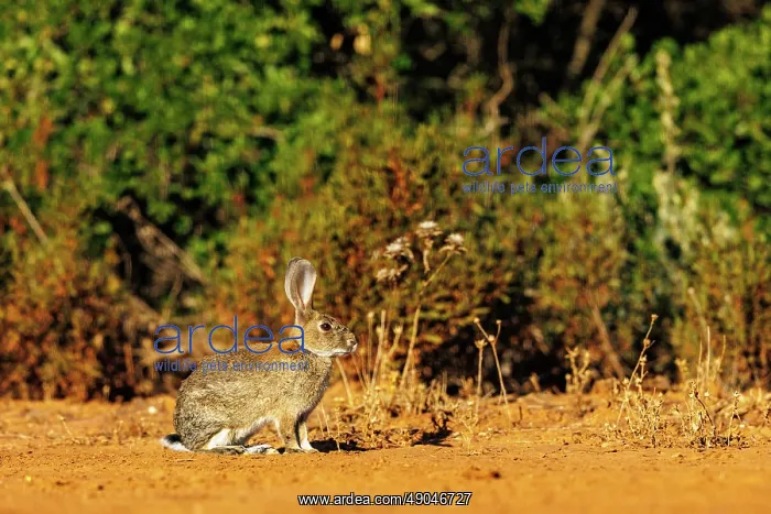 : EUROPEAN RABBIT : EUROPEAN RABBIT