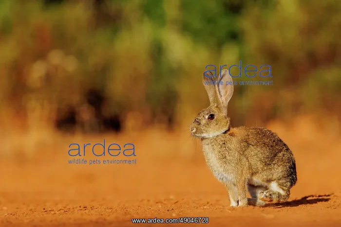 : EUROPEAN RABBIT : EUROPEAN RABBIT