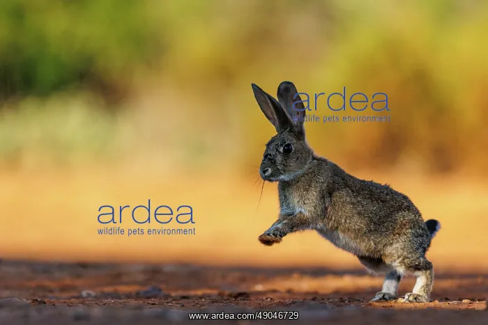 : EUROPEAN RABBIT : EUROPEAN RABBIT