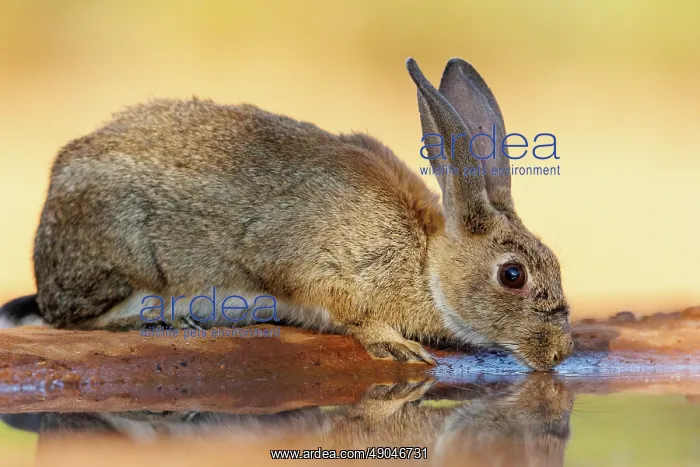 : EUROPEAN RABBIT : EUROPEAN RABBIT