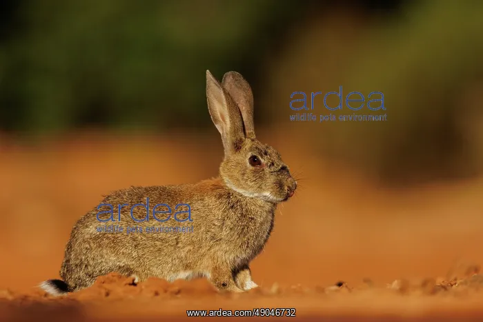 : EUROPEAN RABBIT : EUROPEAN RABBIT