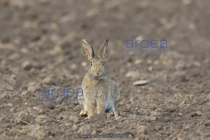 : European Rabbit : European Rabbit
