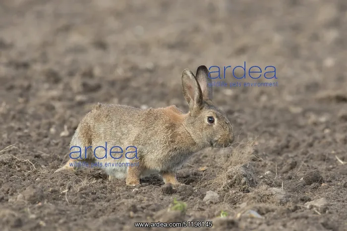 : European Rabbit : European Rabbit
