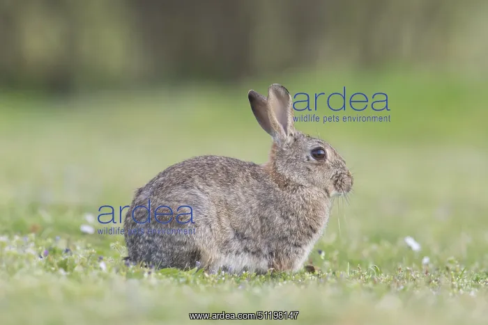: European Rabbit : European Rabbit