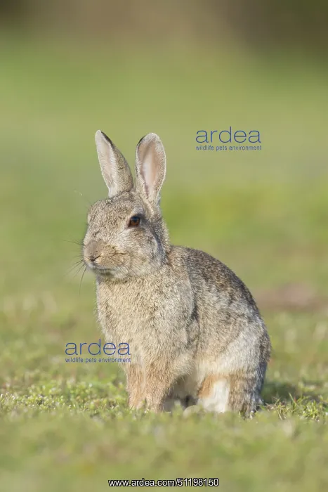 : European Rabbit : European Rabbit
