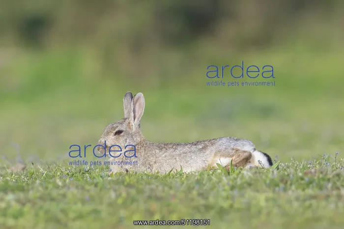 : European Rabbit : European Rabbit