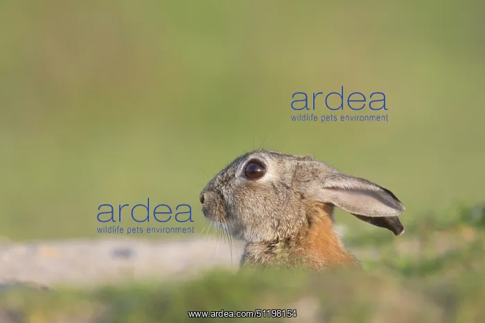 : European Rabbit : European Rabbit