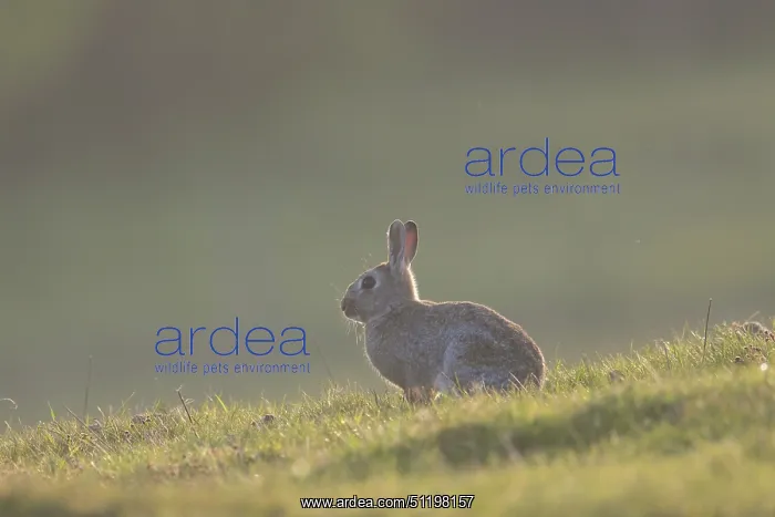 : European Rabbit : European Rabbit