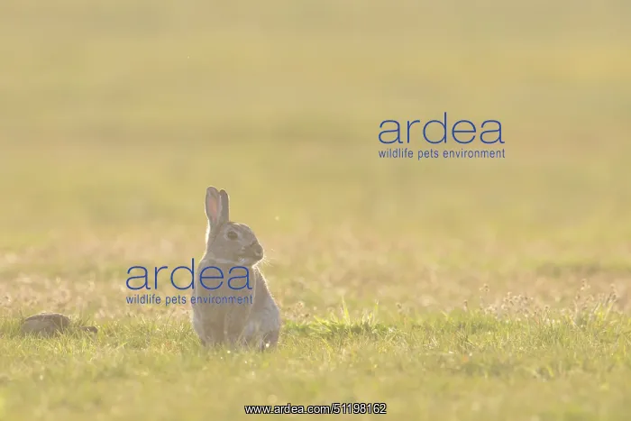  : European Rabbit