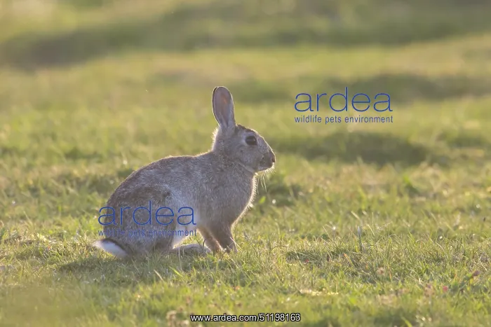 : European Rabbit : European Rabbit