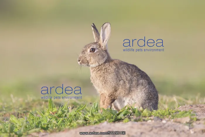 : European Rabbit : European Rabbit