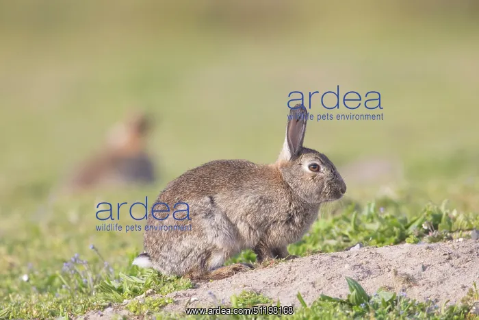 : European Rabbit : European Rabbit