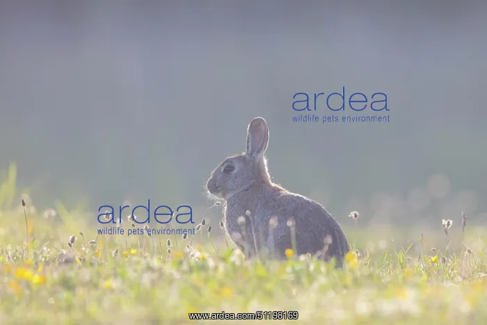: European Rabbit : European Rabbit