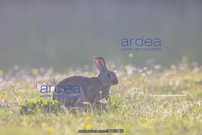 : European Rabbit : European Rabbit