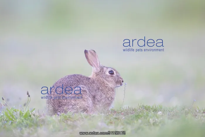 : European Rabbit : European Rabbit