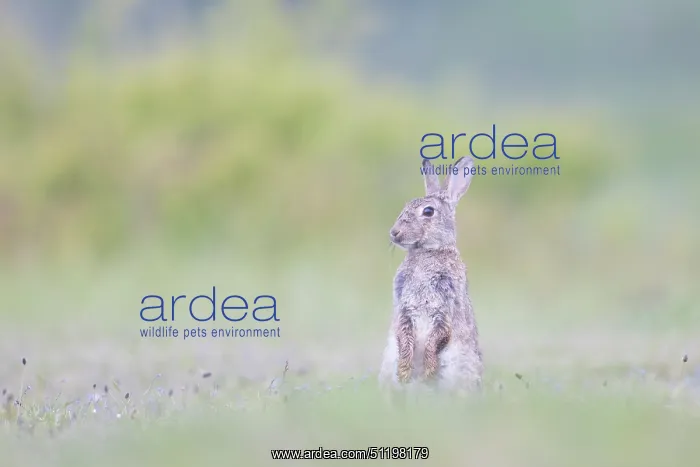 : European Rabbit : European Rabbit