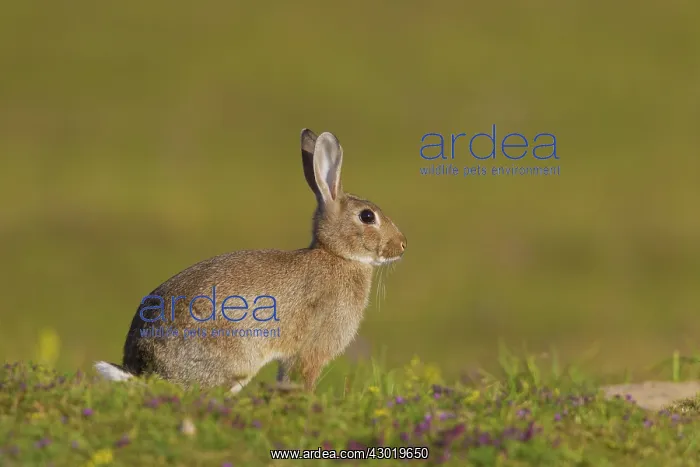  : European Rabbit adult