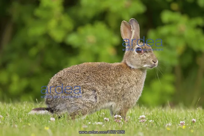  : European Rabbit adult