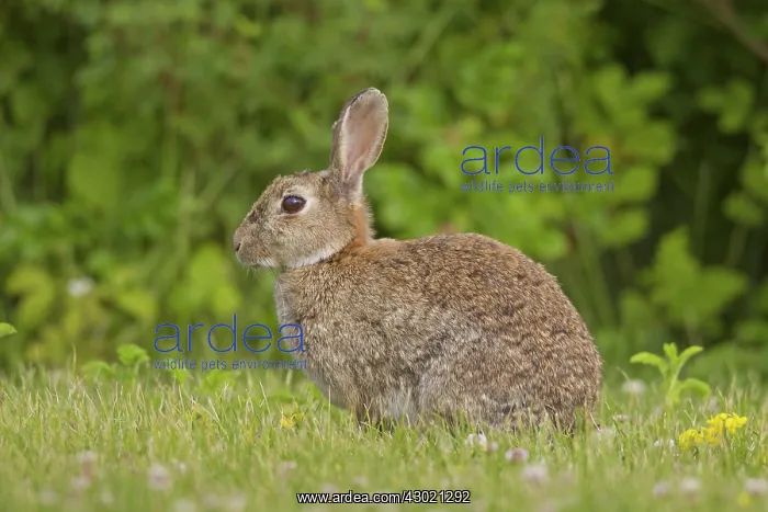  : European Rabbit adult