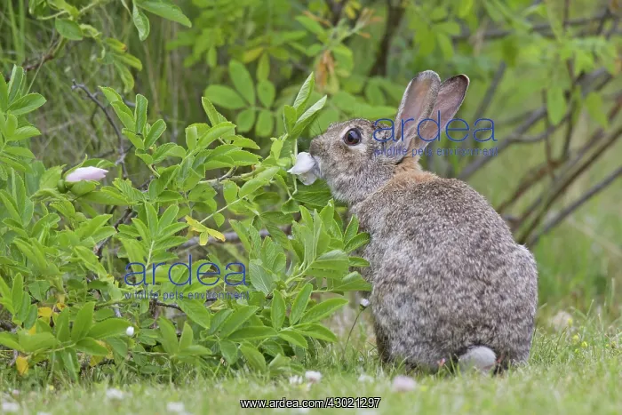  : European Rabbit adult
