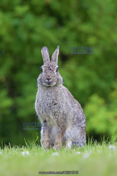  : European Rabbit adult