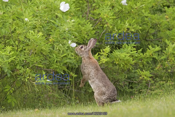 : European Rabbit adult : European Rabbit adult
