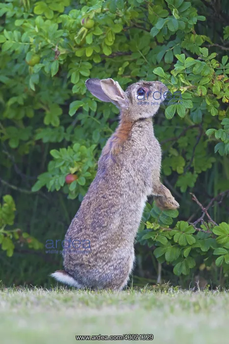 : European Rabbit adult eating rose leaves : European Rabbit adult eating rose leaves