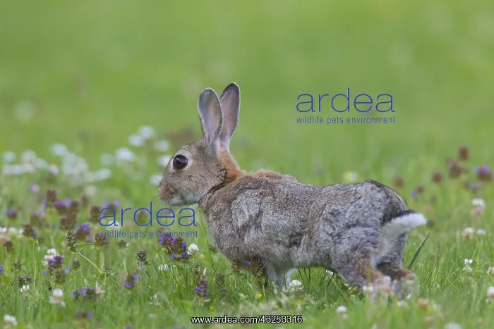 : European Rabbit - adult rabbit in flowering meadow - Germany : European Rabbit - adult rabbit in flowering meadow - Germany