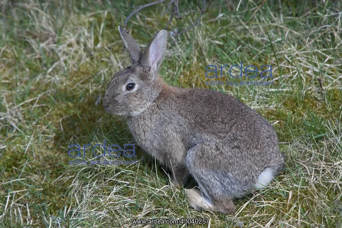 : European Rabbit - adult rabbit - Germany : European Rabbit - adult rabbit - Germany