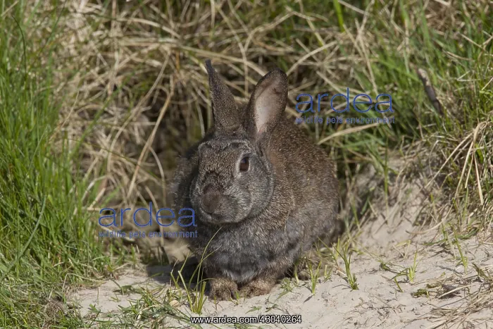  : European Rabbit - adult rabbit - Germany