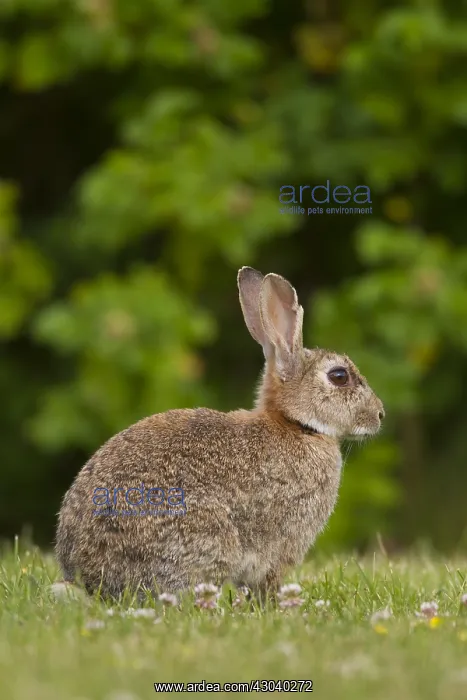 : European Rabbit - adult rabbit - Germany : European Rabbit - adult rabbit - Germany