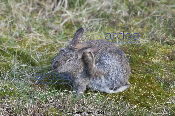 : European Rabbit - adult rabbit grooming - Germany : European Rabbit - adult rabbit grooming - Germany