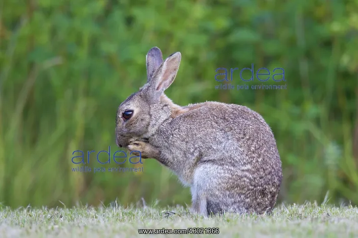 : European Rabbit adult rabbit preening itself : European Rabbit adult rabbit preening itself
