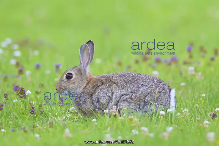 : European Rabbit adult rabbit sitting in flowers : European Rabbit adult rabbit sitting in flowers