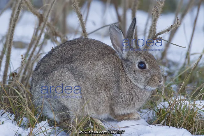 : European Rabbit - adult rabbit in snow - Germany : European Rabbit - adult rabbit in snow - Germany