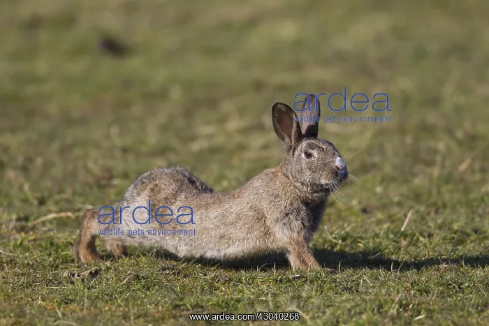 : European Rabbit - adult rabbit streching - Germany : European Rabbit - adult rabbit streching - Germany