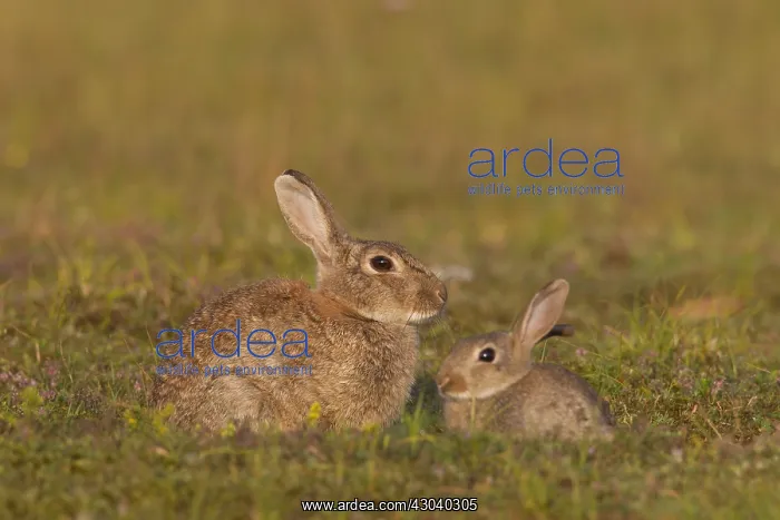 : European Rabbit - adult rabbits - Germany : European Rabbit - adult rabbits - Germany