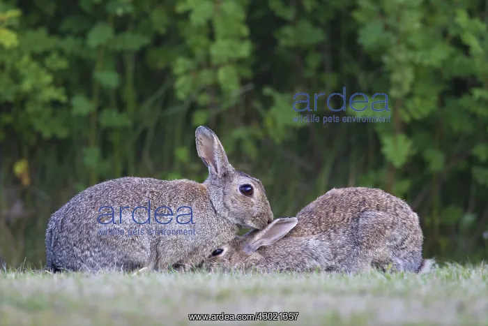 : European Rabbit adult rabbits preening each other : European Rabbit adult rabbits preening each other
