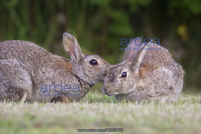 : European Rabbit adult rabbits preening each other : European Rabbit adult rabbits preening each other