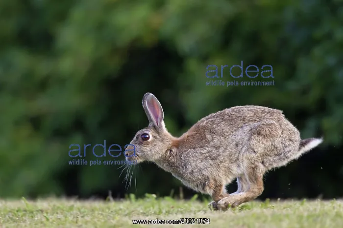  : European Rabbit adult running
