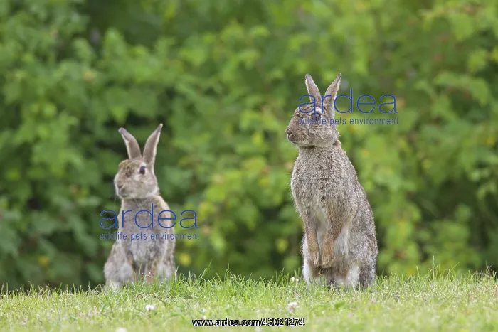  : European Rabbit two adults