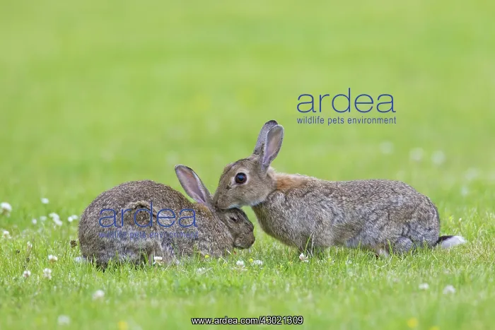  : European Rabbit two adults preening each other