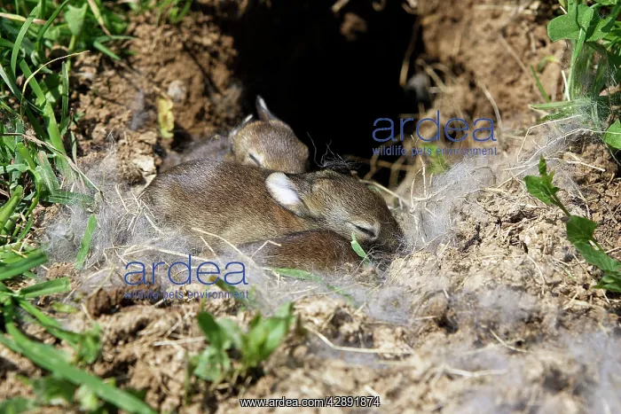 : European Rabbit - babies - 12 days old : European Rabbit - babies - 12 days old