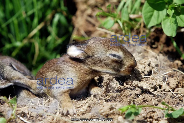 : European Rabbit - babies - 12 days old : European Rabbit - babies - 12 days old